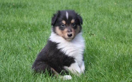 Collie Welpen