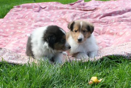 Collie Welpen