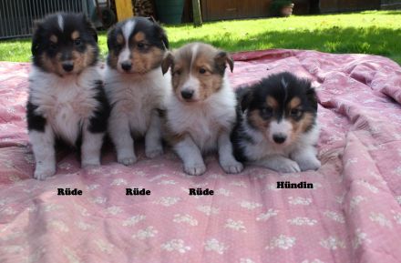 Collie Welpen