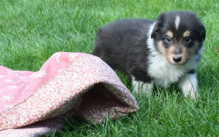 Collie Welpen