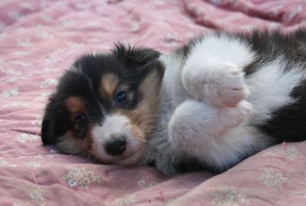 Collie Welpen