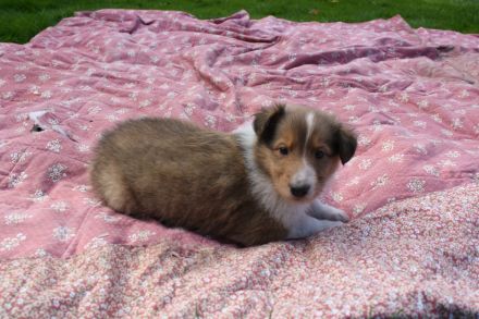 Collie Welpen