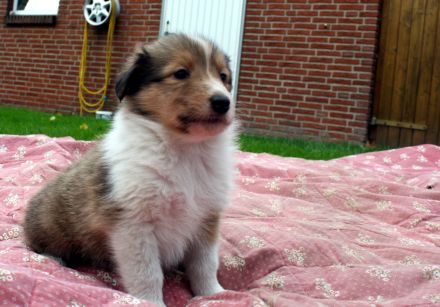Collie Welpen