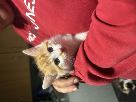 Maine Coon bkh mix Kitten
