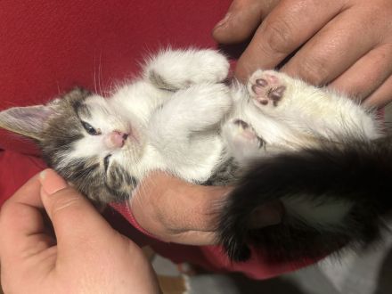 Maine Coon bkh mix Kitten