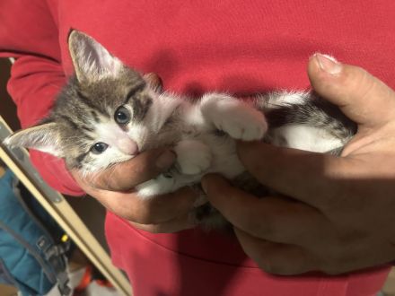 Maine Coon bkh mix Kitten