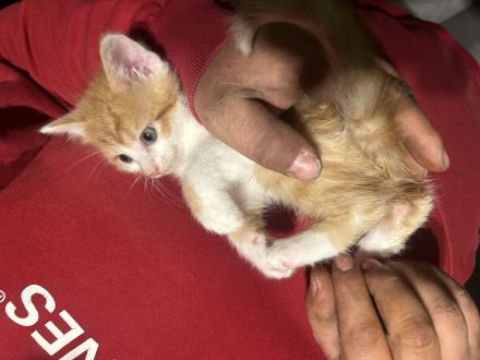 Maine Coon bkh mix Kitten