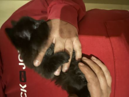 Maine Coon bkh mix Kitten