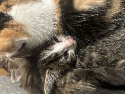 Maine Coon bkh mix Kitten