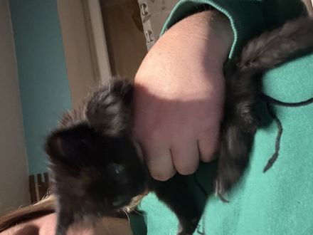 Maine Coon bkh mix Kitten