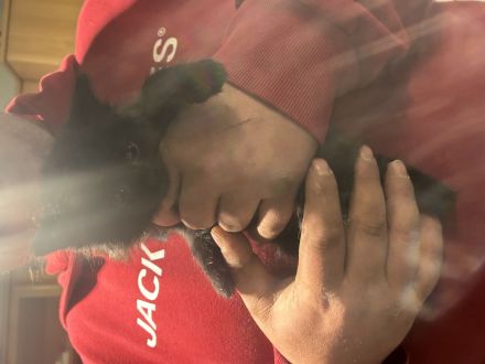 Maine Coon bkh mix Kitten