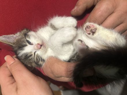 Maine Coon bkh mix Kitten