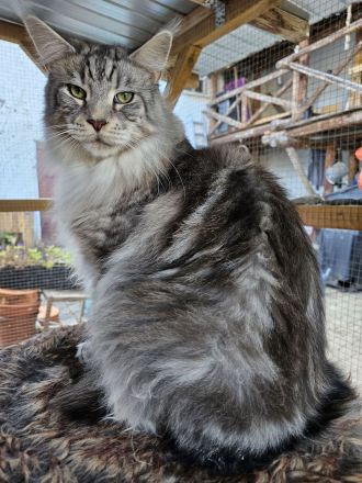 Wunderschöne Maine Coons, kastriert.