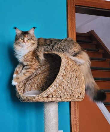 Wunderschöne Maine Coons, kastriert.