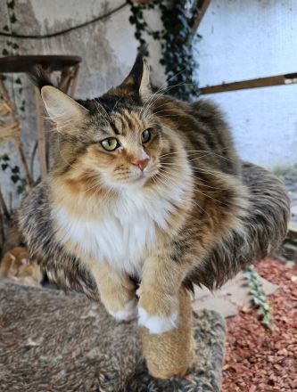 Wunderschöne Maine Coons, kastriert.