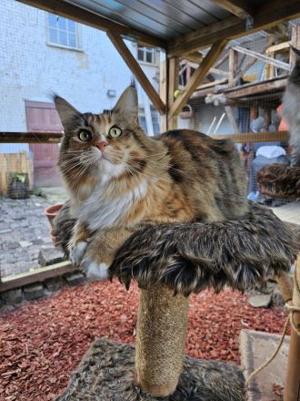 Wunderschöne Maine Coons, kastriert.