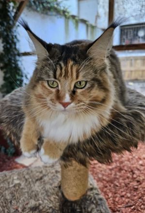 Wunderschöne Maine Coons, kastriert.
