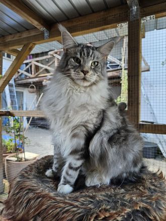 Wunderschöne Maine Coons, kastriert.