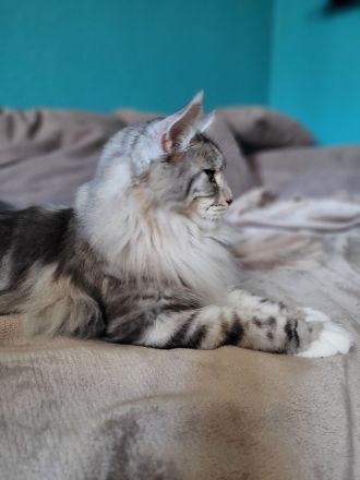 Wunderschöne Maine Coons, kastriert.