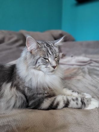 Wunderschöne Maine Coons, kastriert.