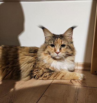 Wunderschöne Maine Coons, kastriert.