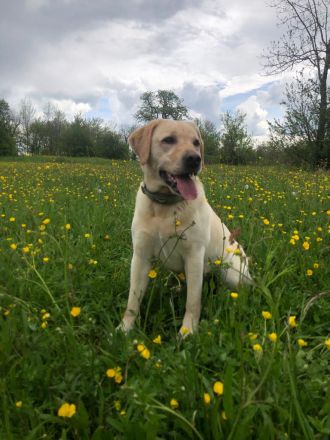 Labradorwelpen mit Papieren
