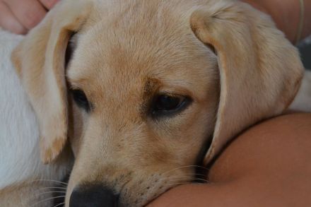 Labradorwelpen mit Papieren