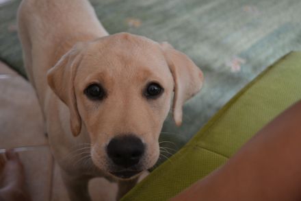 Labradorwelpen mit Papieren