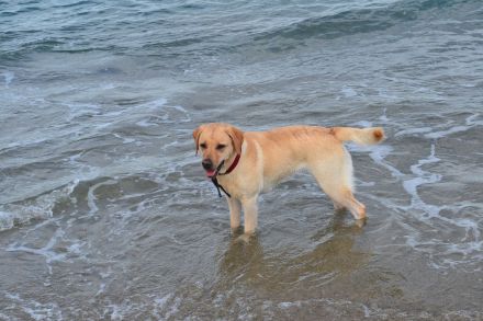 Labradorwelpen mit Papieren