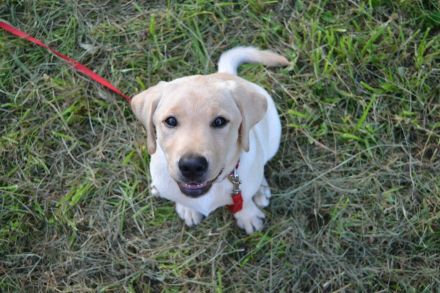 Labradorwelpen mit Papieren