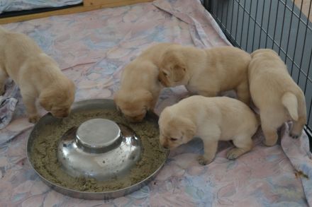 Labradorwelpen mit Papieren