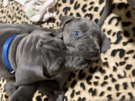 Deutsche Dogge Welpen, blau