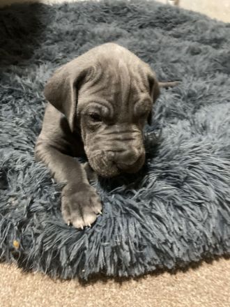 Deutsche Dogge Welpen, blau