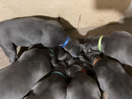 Deutsche Dogge Welpen, blau