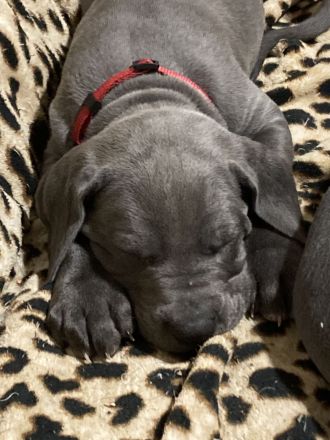 Deutsche Dogge Welpen, blau