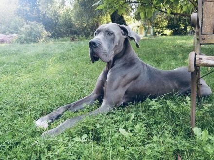 Deutsche Dogge Rüde Deckrüde in Grau Blau mit blauen Augen