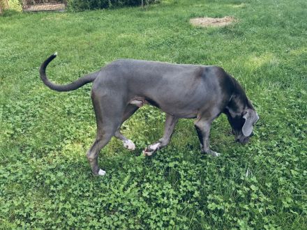 Deutsche Dogge Rüde Deckrüde in Grau Blau mit blauen Augen