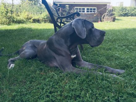 Deutsche Dogge Rüde Deckrüde in Grau Blau mit blauen Augen