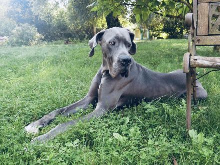 Deutsche Dogge Rüde Deckrüde in Grau Blau mit blauen Augen