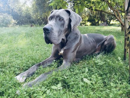 Deutsche Dogge Rüde Deckrüde in Grau Blau mit blauen Augen