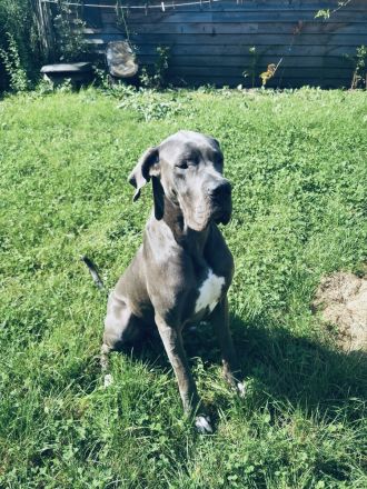 Deutsche Dogge Rüde Deckrüde in Grau Blau mit blauen Augen