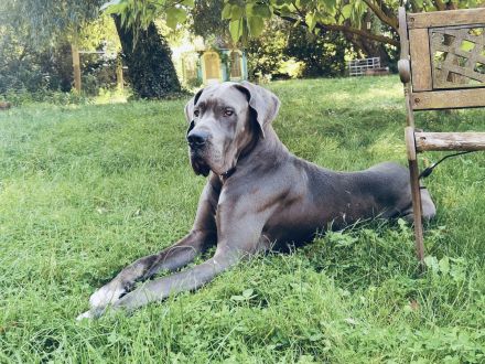 Deutsche Dogge Rüde Deckrüde in Grau Blau mit blauen Augen