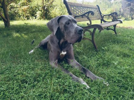 Deutsche Dogge Rüde Deckrüde in Grau Blau mit blauen Augen