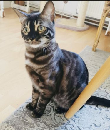 Bengal Junge und Mädchen mit Stammbaum