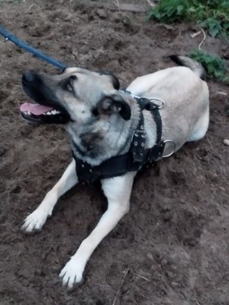Cane Corso Husky Rottweiler