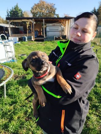 Cane Corso Husky Rottweiler