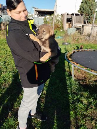 Cane Corso Husky Rottweiler