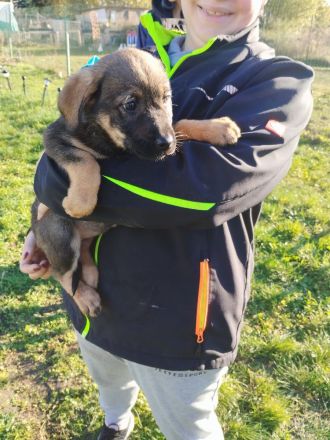 Cane Corso Husky Rottweiler