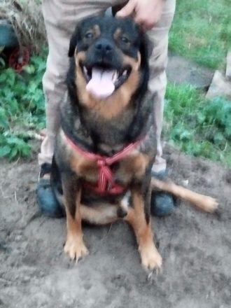 Cane Corso Husky Rottweiler