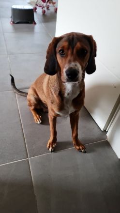 Toller aktiver Hund in liebevolle Hände abzugeben